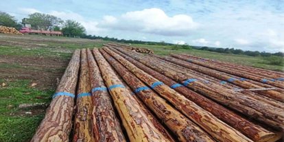 Samsun’da orman üretiminden 1,7 milyar TL katkı