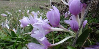 Bolu’da baharın müjdecisi çiğdemler çiçek açtı