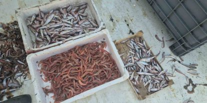 Balıkçılar karides, tekir ve istavritle limana döndü