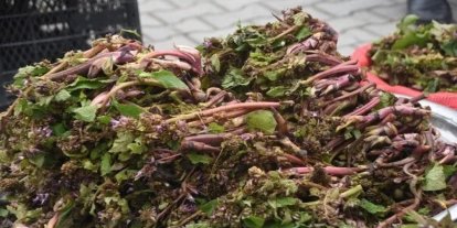 Sinop’ta şifa kaynağı zılbıt pazara indi