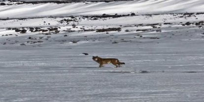 Kars’ta hareket halindeki aracı takip eden kurt kameraya yansıdı