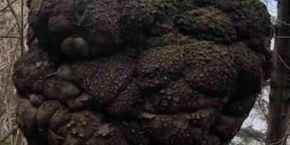 Ormanın kalbindeki ağaç yumrusu görenleri hayrete düşürdü