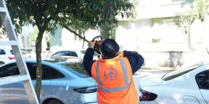 Düzce Belediyesi ağaçları bahara hazırlıyor