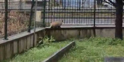 Porsuk yanlışlıkla site bahçesine girerse...