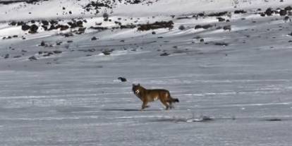 Kars'ta Karla kaplı arazide kurt sürprizi