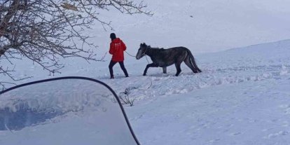 Kurtların saldırısına uğrayan ve dağda mahsur kalan at kurtarıldı