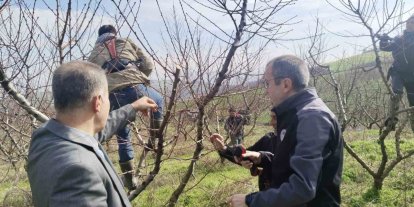 İl Müdürü Ayvalık budama çalışmalarını yerinde inceledi