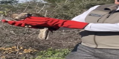 Osmaniye’de tedavileri tamamlanan şahinler, doğaya kanat çırptı