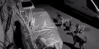 Başakşehir’de başıboş köpeklerin saldırdığı kedi öldü