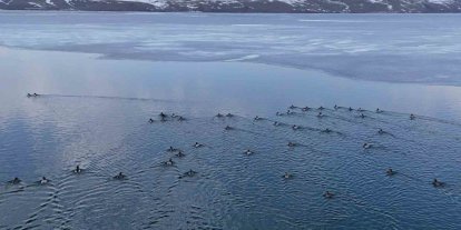 Nazik Gölü’nde buzlar çözüldü, ördeklerin dansı hayran bıraktı