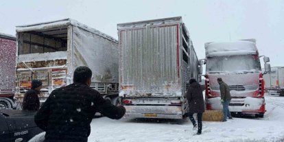 Erzincan’da yolda kalan 200 büyükbaş hayvana yem takviyesi