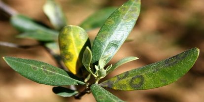 Zeytinde halkalı leke hastalığı ile mücadele çağrısı