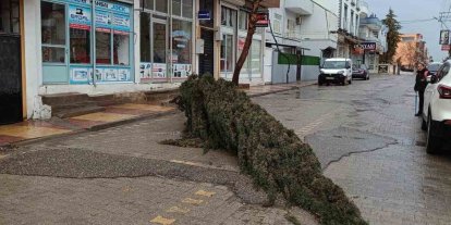Kahta’da şiddetli rüzgar çam ağacını devirdi