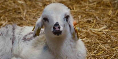 Koyunlara suni tohumlama geliyor