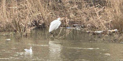 Alaplı Çayı yüzlerce kuş türüne köprü oluyor