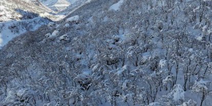 Şırnak’ta ormanlık alan beyaza büründü