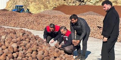 Koçarlı’da Çam Fıstığı işleme tesisindeki çalışmalar yerinde incelendi