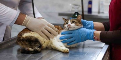 Yaralı kediye Büyükşehir şefkati