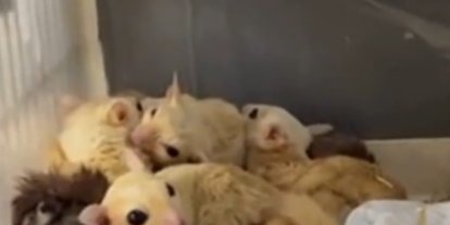 Isparta’da 33 şeker planörü ve 2 Arap tavşanı ele geçirildi