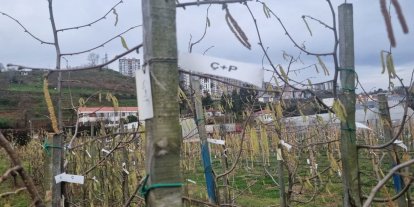 Fındıkta kozalak akarı verim kaybına yol açıyor