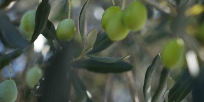 Zeytin halkalı leke hastalığına karşı üreticilere uyarı