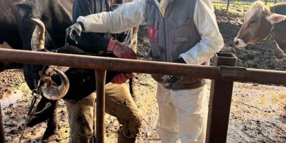 Efeler’de 15 bin hayvan aşılandı