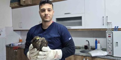 Seydikemer’de yaralı şahin tedavi altına alındı