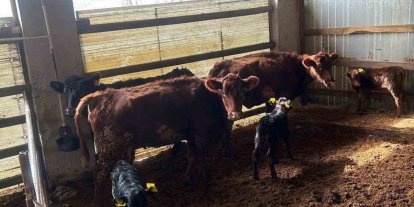 Çaycuma’da yeni doğan buzağılar kayıt altına alındı