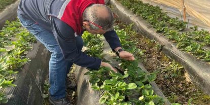 Aydın’da hasat öncesi çilek bahçeleri kontrol edildi