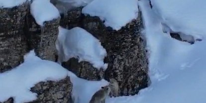 Şırnak’ta tilkiler kar üstünde yiyecek ararken görüntülendi
