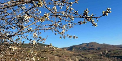 Emet’te badem ağaçları çiçek açtı