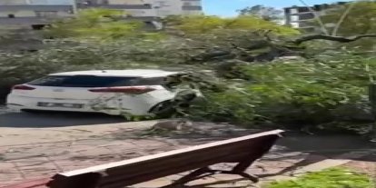 Adana’da şiddetli rüzgar ağaçları devirdi