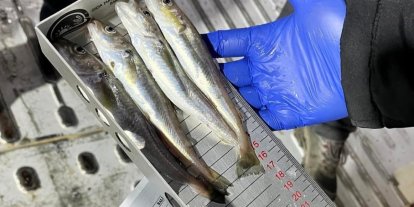 Kırklareli’nde su ürünleri nakil araçlarına sıkı denetim