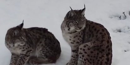 "Ormanın hayaleti" vaşak ailesi Refahiye’de havadan görüntülendi