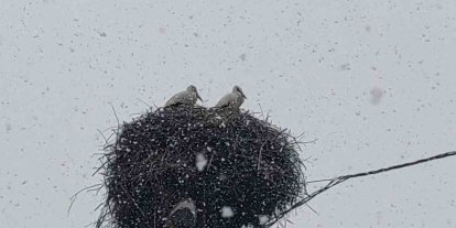 Bingöl’e erken gelen leylekler kara yakalandı