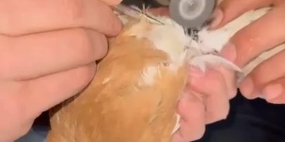 Güvercinin ayağına dolanan demir bilezik itfaiye ekibince çıkartıldı