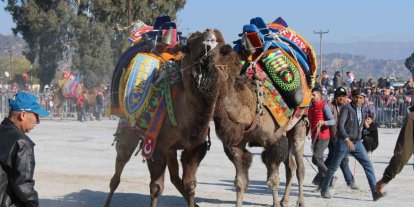Deve güreşlerinde, "Bu sene mangal yakılmayacak, basın mensupları dışarıya çıkarılacak"