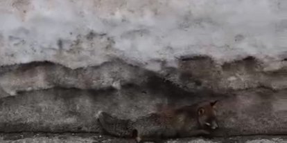 Uludağ’da tilkiye çarpan otomobil sürücüsü yaralı halde bırakıp kaçtı