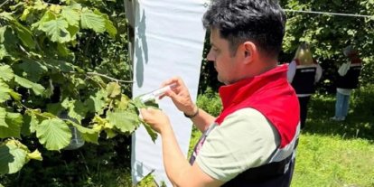 Çarşamba Ovası’nda kokarcayla mücadele