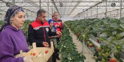 Aydın’da çilek hasadı başladı