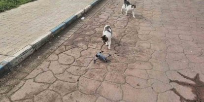 Kediler dronu fare sandı, ortaya renkli görüntüler çıktı