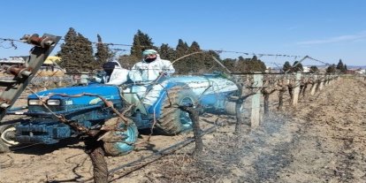 Erzincan Tarım Müdürlüğü’nden bordo bulamacı uyarısı: Uygulama zamanını kaçırmayın