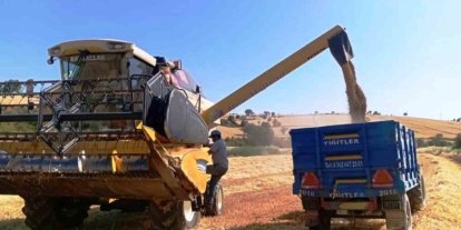 Türkiye’nin yem bitkisi ihtiyacını Samsun karşılıyor