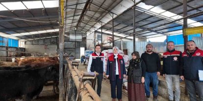 Düzce’de kadın yetiştiriciye etçi ırk düve desteği