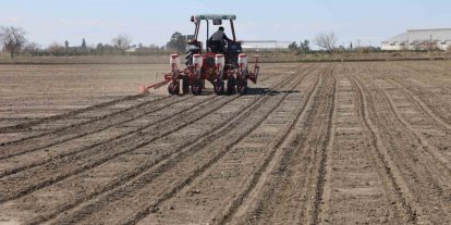 Çukurova’nın bereketli toprakları mısır ve ayçiçeği tohumları ile buluştu