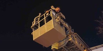 Siirt’te ağaçta mahsur kalan kedi itfaiye ekiplerince kurtarıldı