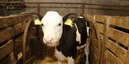 Samsun’da ari işletme sayısı artıyor