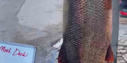 Elazığ’da 97 kilogram turna balığı yakalandı