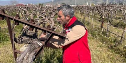 Bağlarda hastalık ve zararlı kontrolü yapılıyor