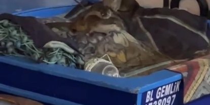 Aç kalan anne su samuru ve yavruları Gemlik’te tekneye sığındı